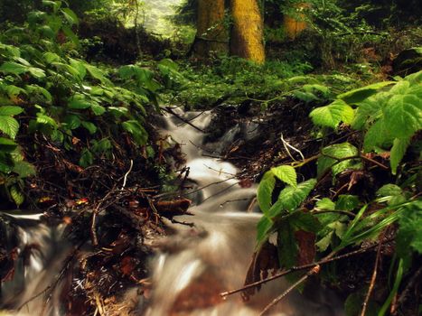 A tranquil forest stream flowing through lush greenery in Bolu, Türkiye.