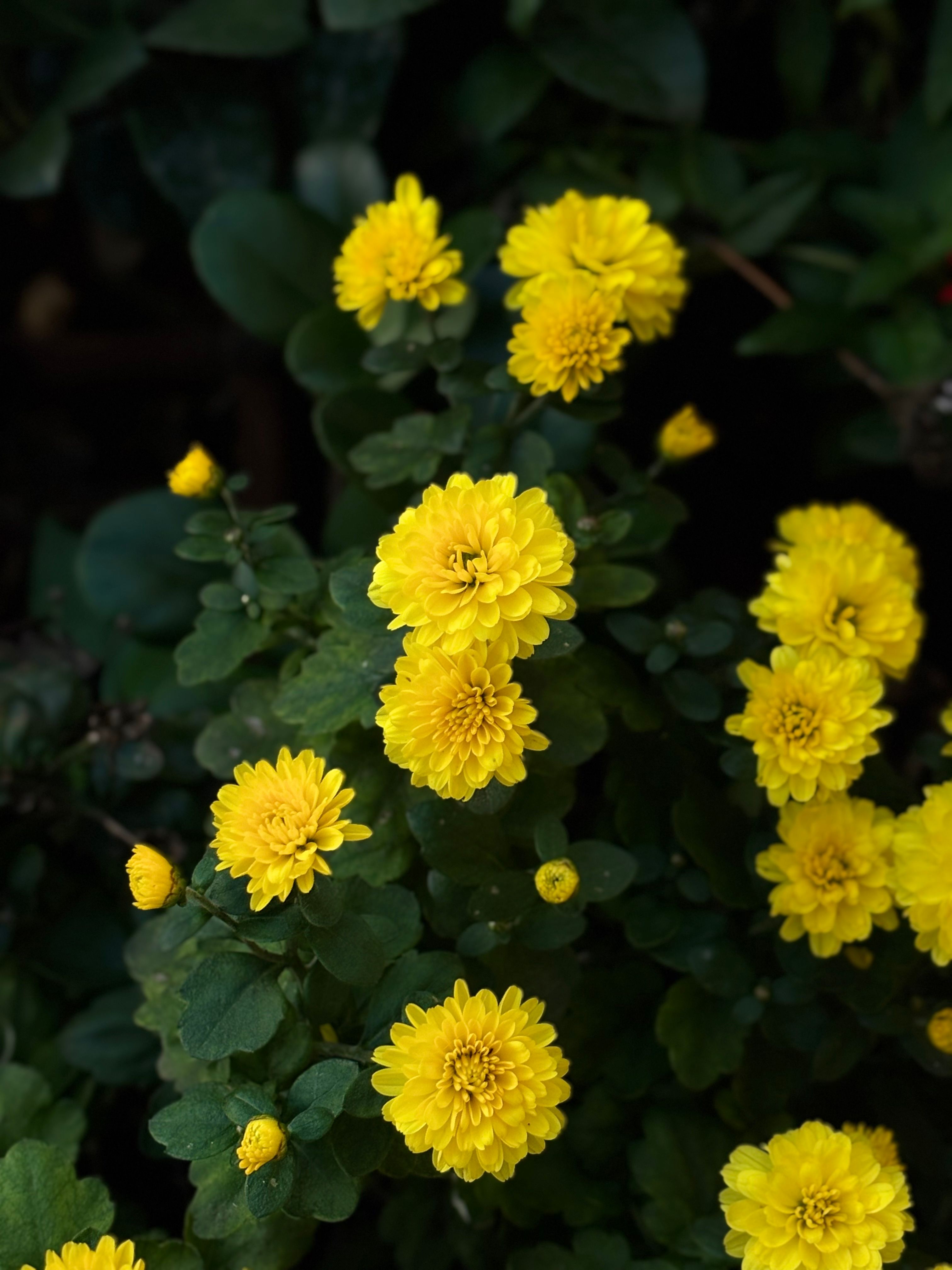 [ColoSach]-close-up-of-vibrant-yellow-chrysanthemums-in-full-bloom-with-lush-green-leaves.