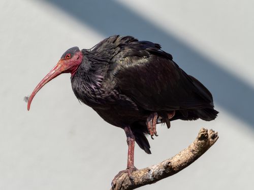 Free A northern bald ibis perched on a branch in a minimalistic setting. Stock Photo