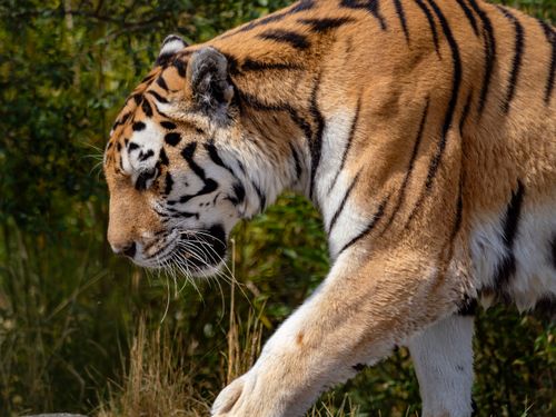 Free Close-up of a Siberian tiger prowling in its natural habitat, showcasing its majestic stripes and powerful build. Stock Photo