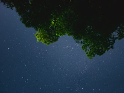 Free A breathtaking view of the starry night sky framed by lush green tree silhouettes in Türkiye. Stock Photo