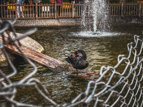 Free stock photo of swan Stock Photo