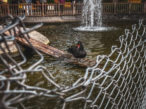 Free stock photo of swan Stock Photo