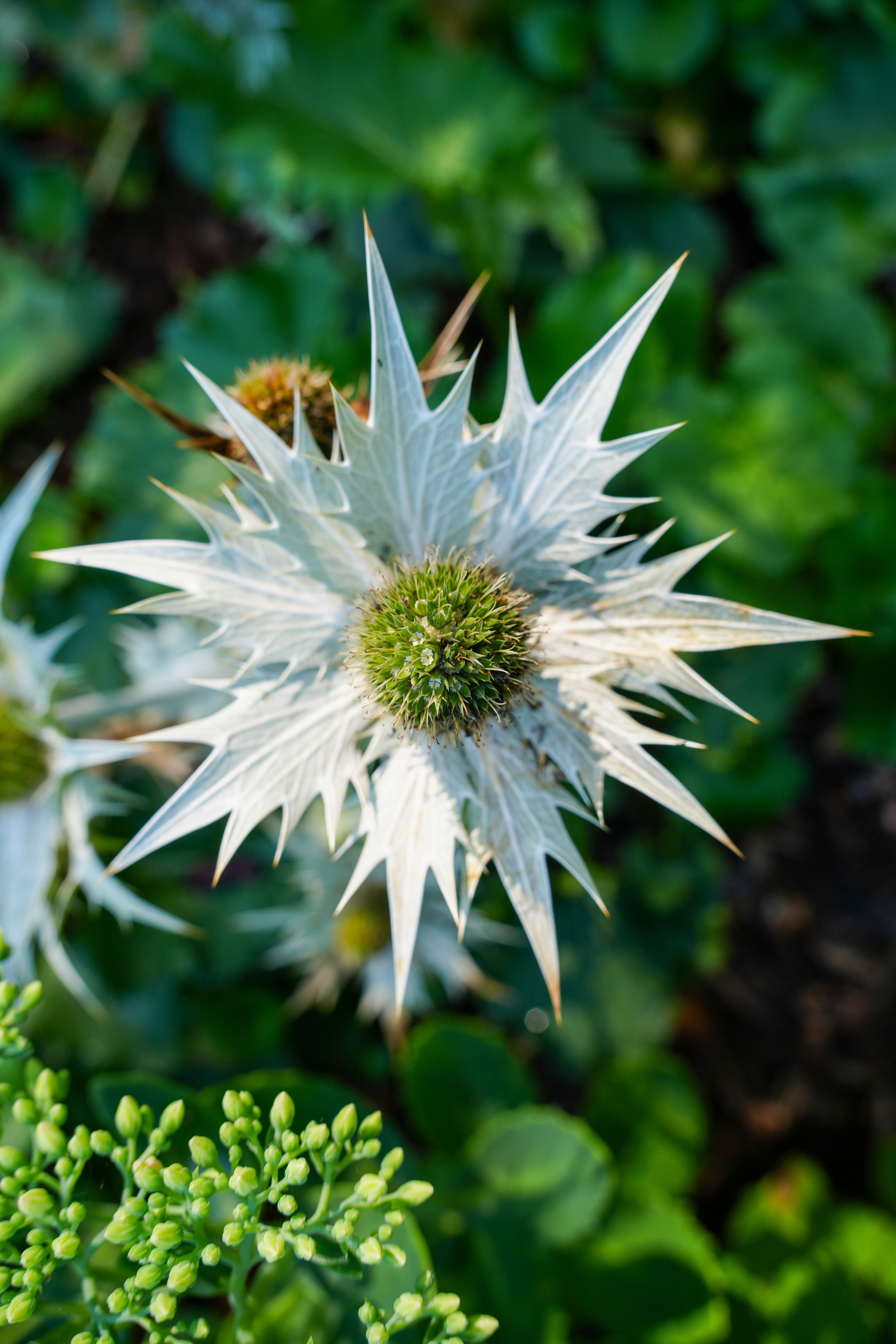 [ColoSach]-a-striking-silver-sea-holly-flower-surrounded-by-lush-green-foliage,-captured-in-a-garden-in-germany.