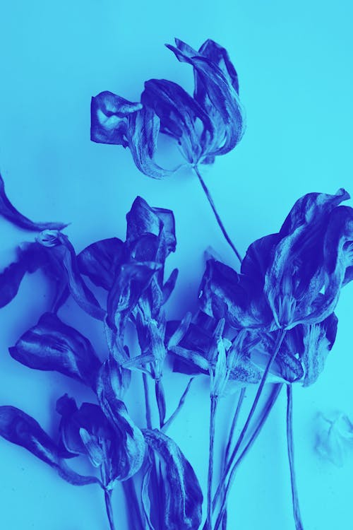 Free stock photo of blue, cyan, dried flowers