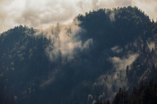 Free Captivating mist envelopes a lush forested mountain creating a dramatic natural scene. Stock Photo