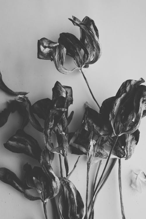 Free stock photo of black white, dried flowers, melancholic