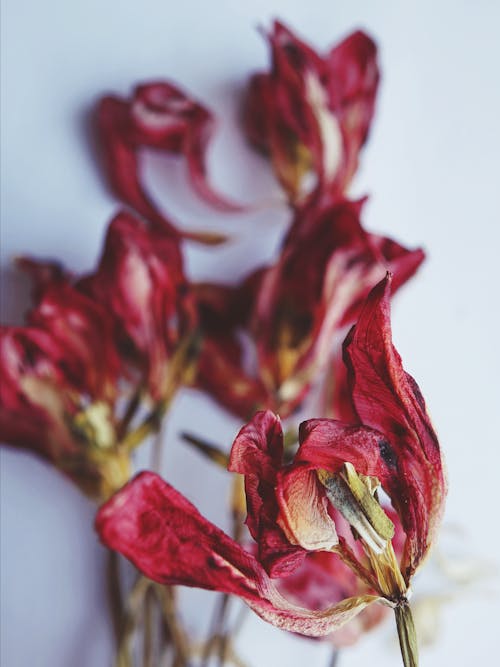 Free stock photo of close-up, dried flowers, flower