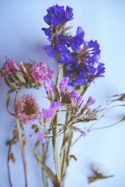 Free stock photo of colorful, dried flowers, flower arrangement
