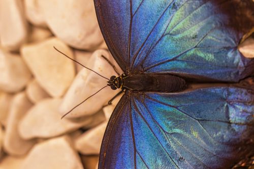 Free Close-up of a vibrant blue morpho butterfly resting on white stones, showcasing its iridescent wings. Stock Photo