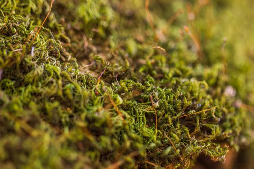 Free Detailed macro shot of vibrant green moss in a woodland environment, showcasing rich textures and natural beauty. Stock Photo