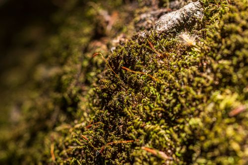 Free Detailed close-up of lush green moss on a tree bark, highlighting natural textures and growth patterns. Stock Photo