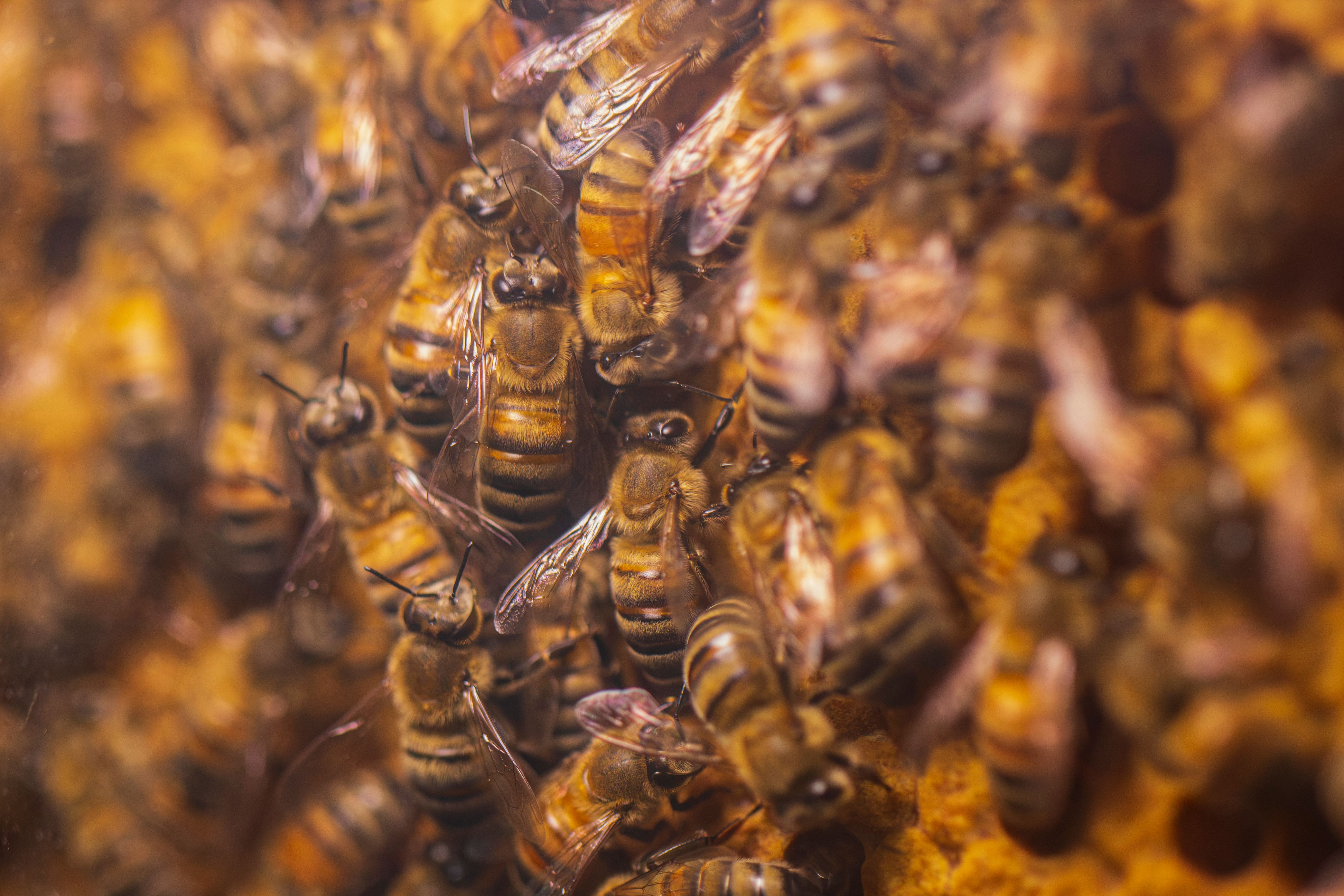 Honey Bees Signal Ecosystem Distress, Earth.com Reports