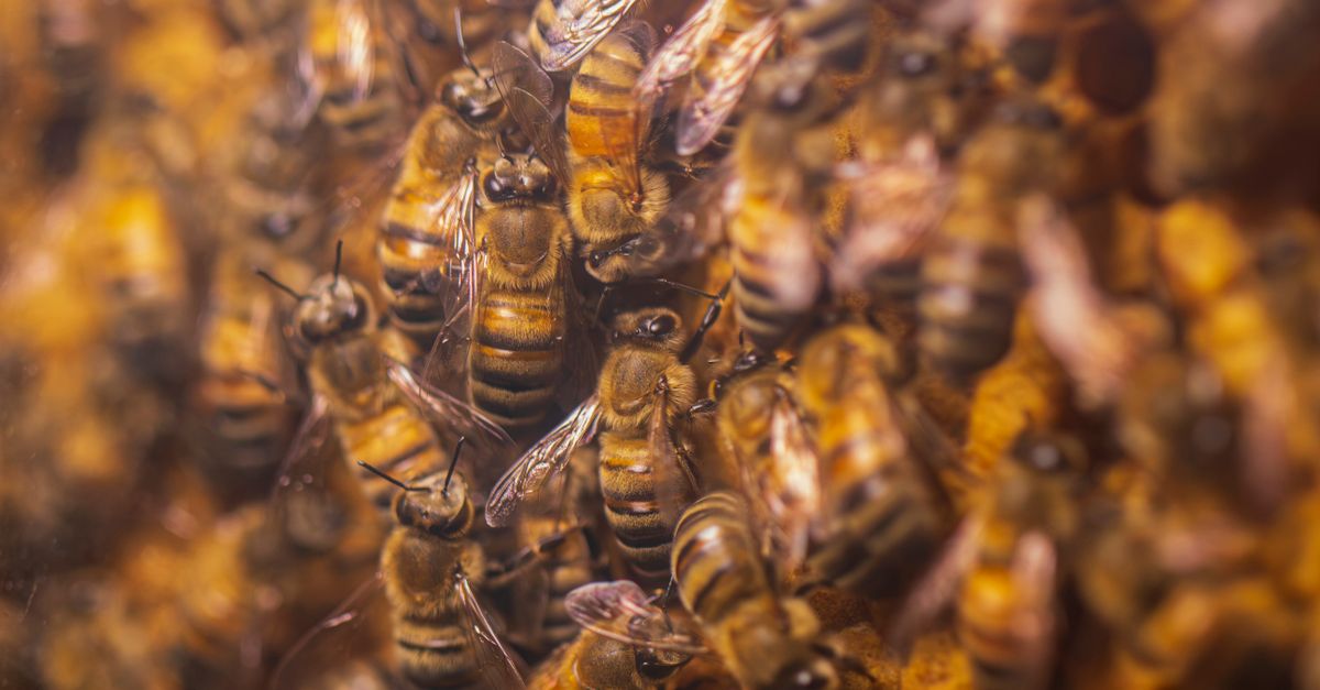 Honey Bees Signal Ecosystem Distress, Earth.com Reports