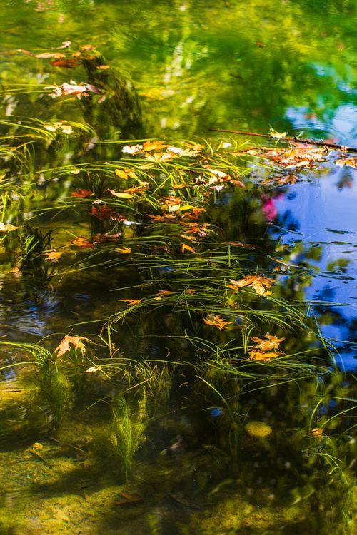 Free Tranquil pond with floating leaves and vibrant reflections of greenery in summer sunlight. Stock Photo