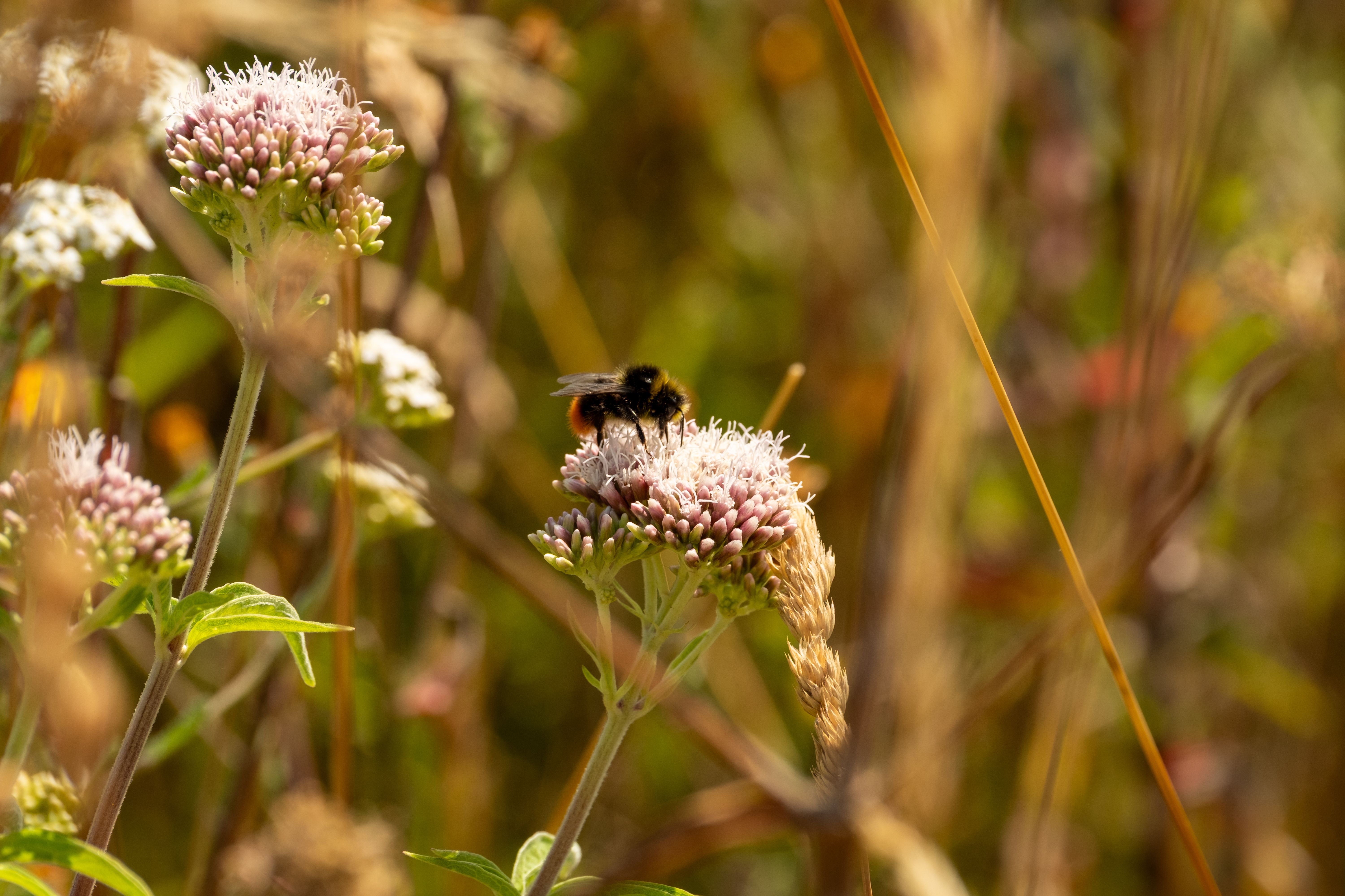 Biodiversité et prairie fleurie