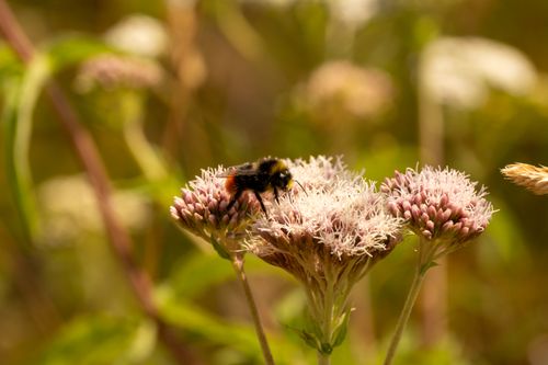 Free Macro shot of a bee collecting nectar from a wildflower, vibrant outdoor nature scene. Stock Photo