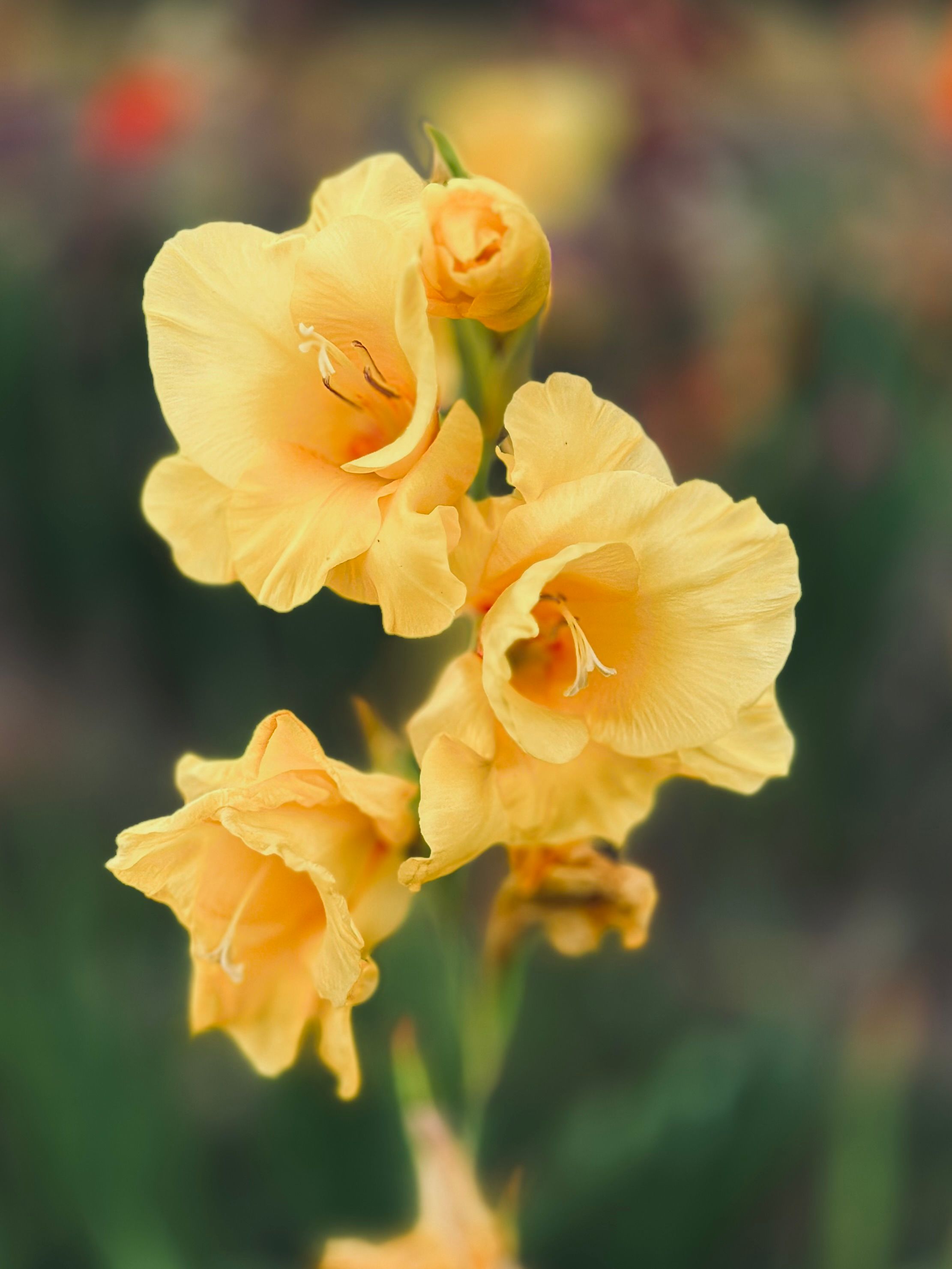 [ColoSach]-vibrant-yellow-gladiolus-flowers-in-full-bloom-captured-in-a-botanical-setting.