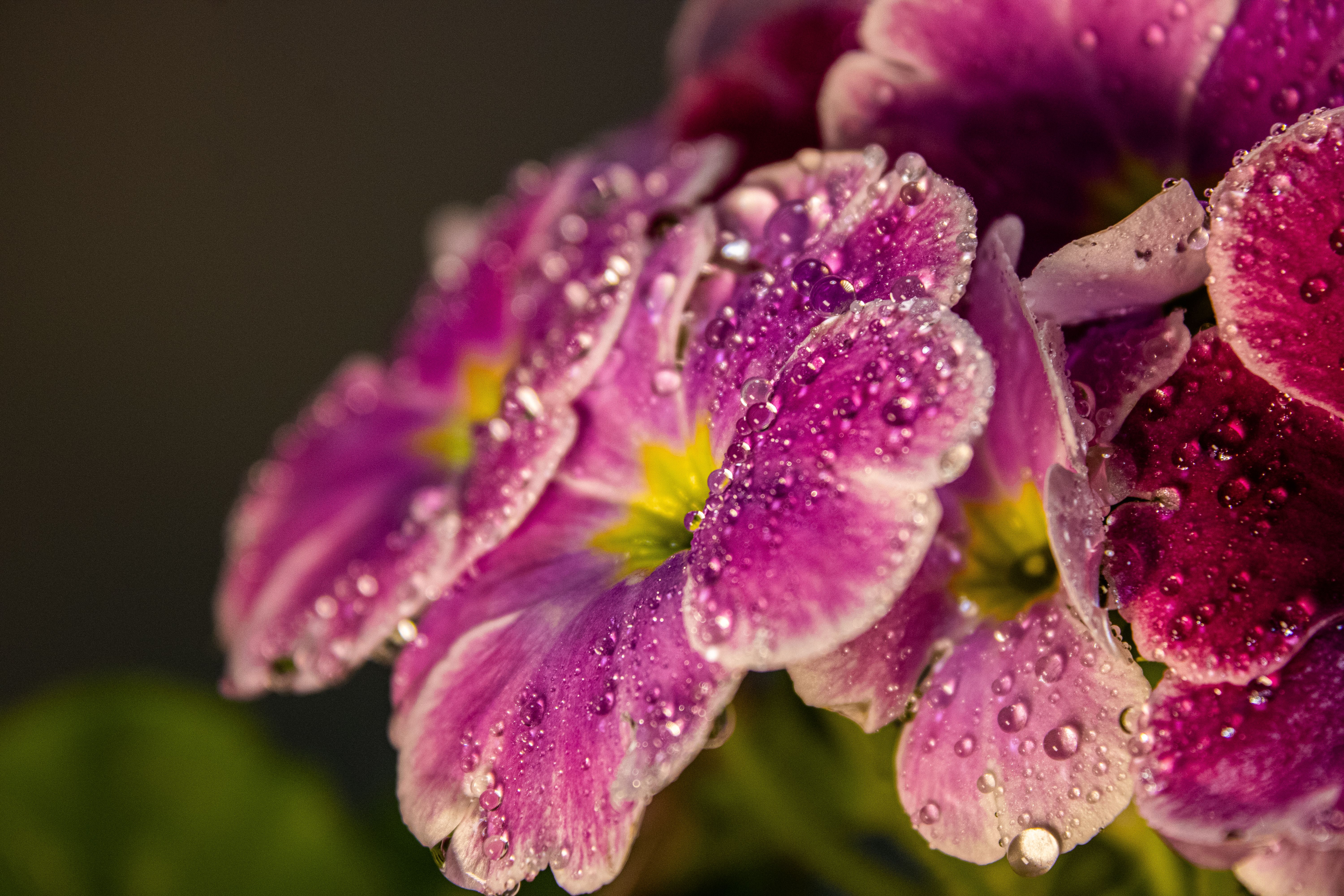 Um close deslumbrante de flores de prímula roxas adornadas com gotas de orvalho, conferindo-lhes um aspecto fresco e vibrante.