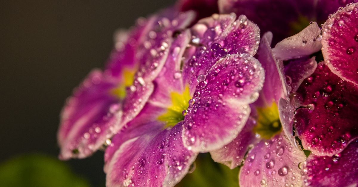 Um close deslumbrante de flores de prímula roxas adornadas com gotas de orvalho, conferindo-lhes um aspecto fresco e vibrante.