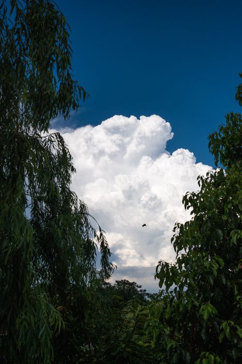 Free Fluffy white clouds against a clear blue sky, surrounded by lush green trees. Stock Photo