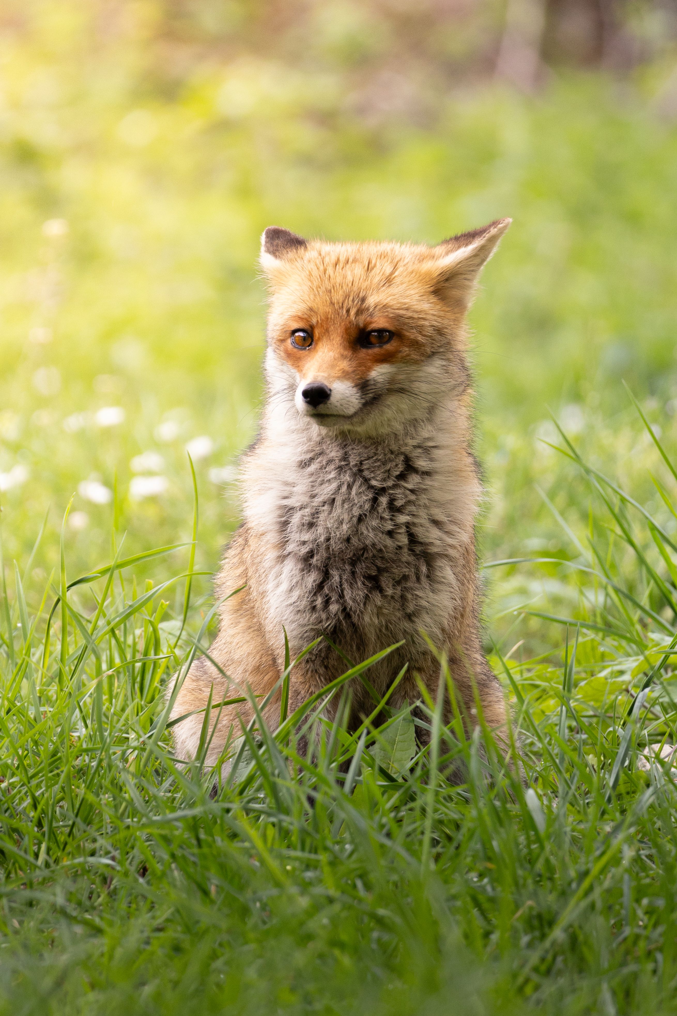 A red fox sitting calmly amidst lush green grass under soft daylight.
