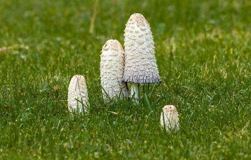 Free Close-up view of Shaggy Mane mushrooms (Coprinus comatus) growing in grass, perfect for seasonal nature themes. Stock Photo