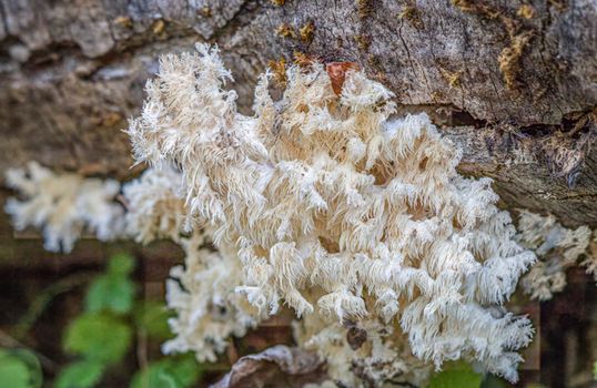 Close-up of a Hericium fungi growing on a tree trunk in a forest environment.