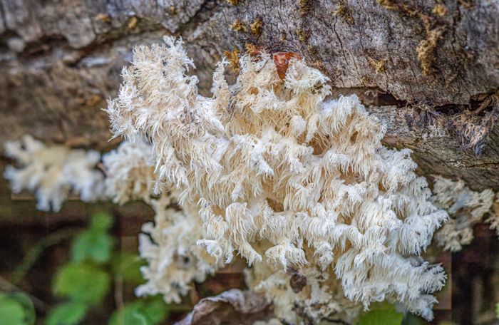 Lion's Mane Mushroom (Hericium erinaceus)