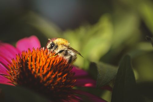 Free Close-up of a bumblebee collecting pollen from a vibrant pink coneflower in sunlight. Stock Photo