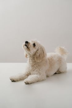 Adorable beige Bichon Frise dog looking playful in a minimalistic indoor studio setting.