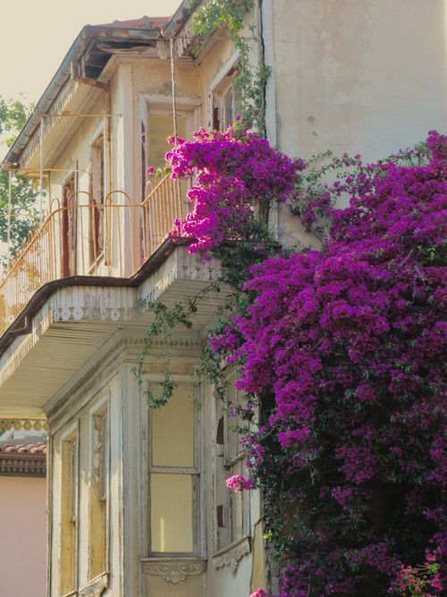 Free Old building covered with vibrant purple bougainvillea and ivy, evoking a nostalgic charm. Stock Photo