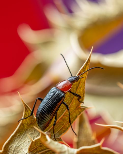 Free Close-up view of a red-headed beetle standing on a leaf, showcasing intricate details. Stock Photo