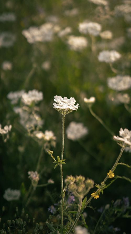 Free Close-up of delicate white flowers basking in sunlight within a serene meadow. Stock Photo