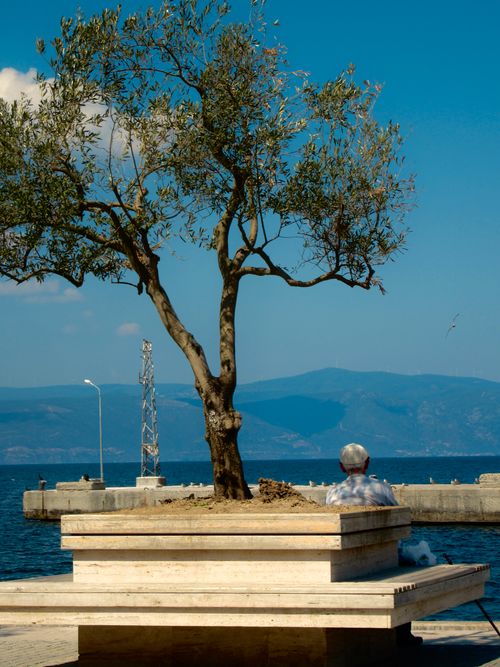 Free A senior man seated by a sea with an olive tree, enjoying the serene view. Stock Photo