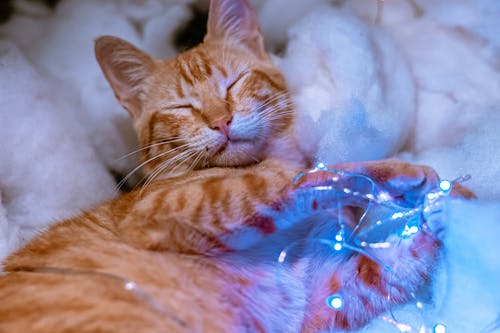 High angle of cute ginger tabby cat with Christmas glowing light garland lying on soft white blanket with closed eyes
