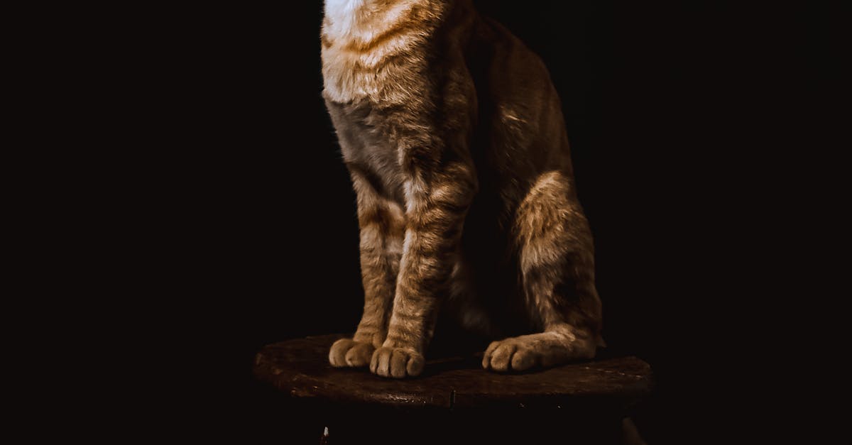 Brown Tabby Cat Sitting on Brown Wooden Stool