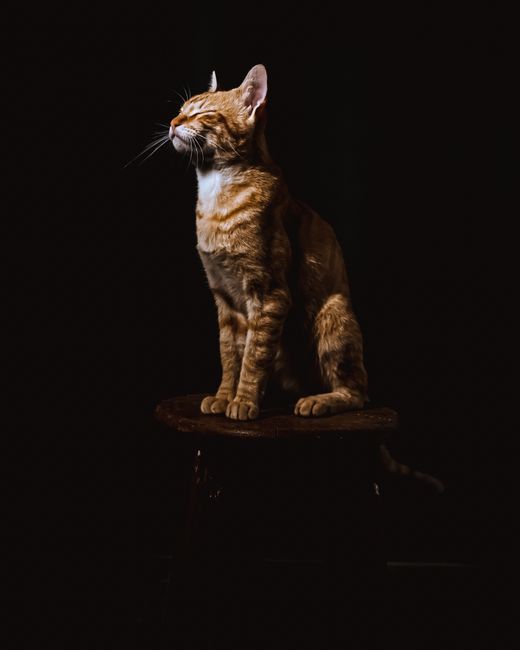 A golden tabby cat sits elegantly on a wooden stool against a dark background.