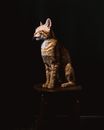 在灯光昏暗的日子里，安静的虎斑猫姜猫闭着眼睛，坐在木凳上放松