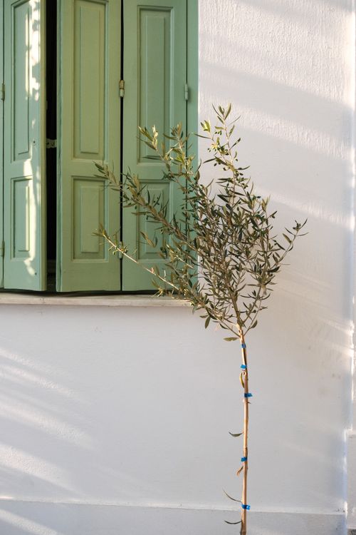 Free A minimalist shot of an olive tree against a white wall with a green shuttered window in Skopelos, Greece. Stock Photo