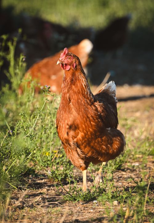 Free A brown chicken roaming outdoors in a sunny grassy area, depicting free-range farming. Stock Photo
