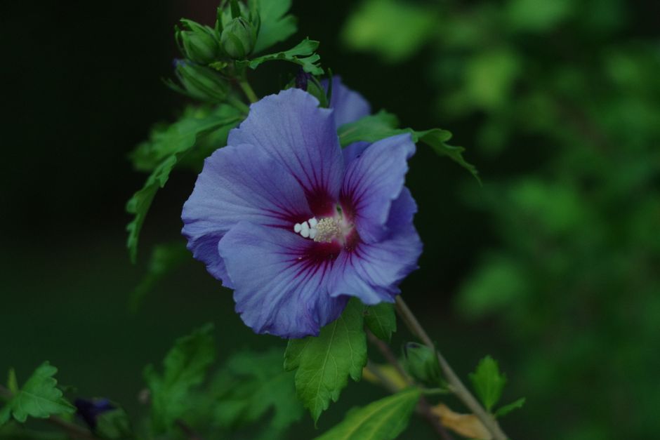 Purple hibiscus flower with lush green foliage — how to trim a hibiscus tree for more blooms in Surrey BC