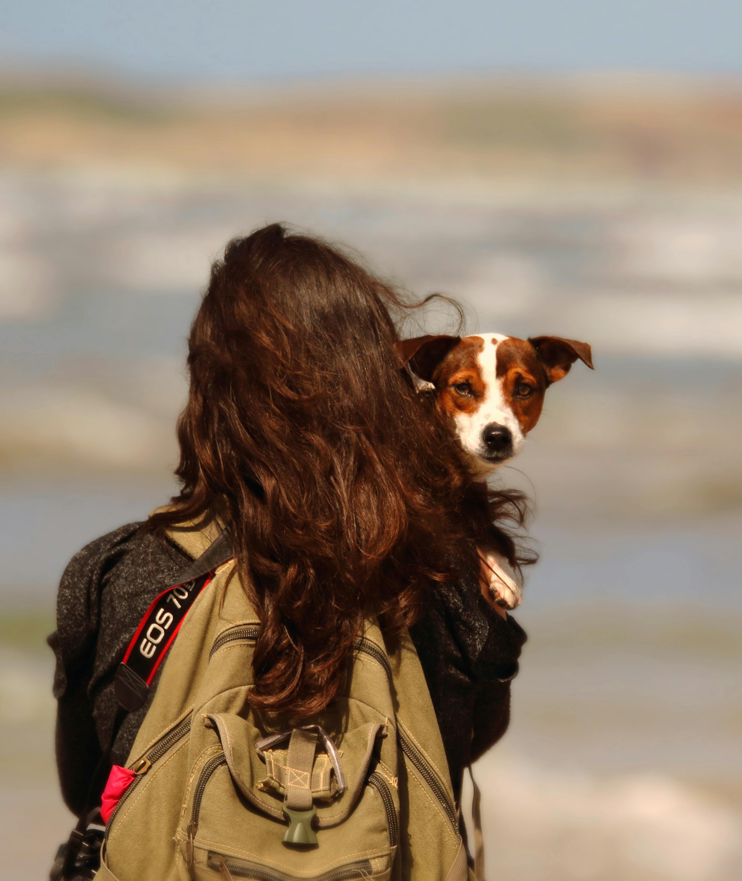 Back view of faceless young female traveler in casual clothes with backpack holding adorable Jack Russell Terrier while enjoying sunny day in nature