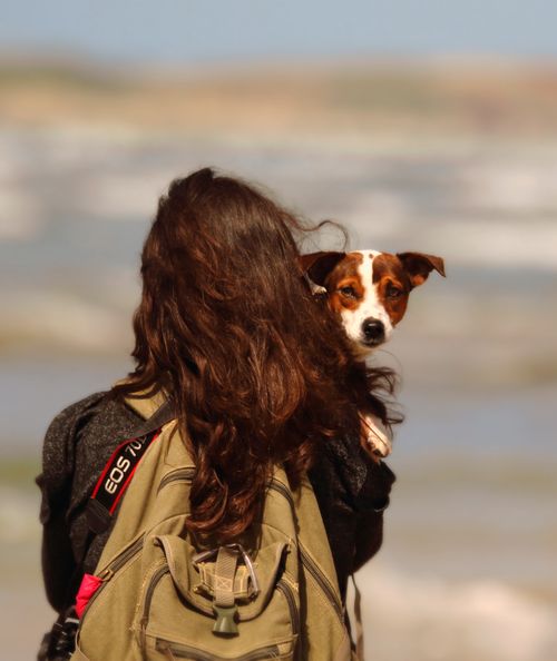 Free Back view of faceless young female traveler in casual clothes with backpack holding adorable Jack Russell Terrier while enjoying sunny day in nature Stock Photo