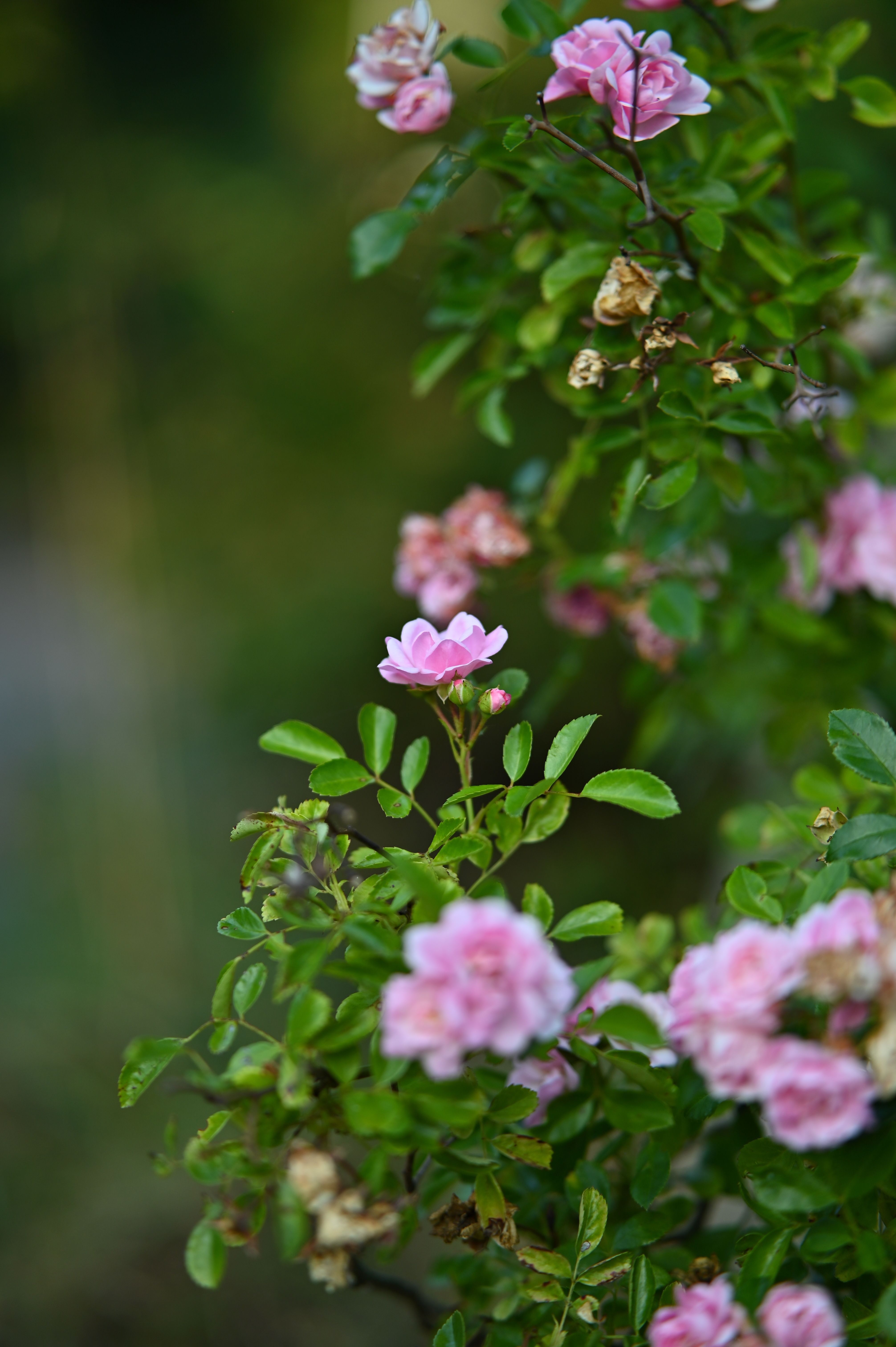 [ColoSach]-close-up-of-vibrant-pink-roses-in-full-bloom-against-a-lush-green-background.