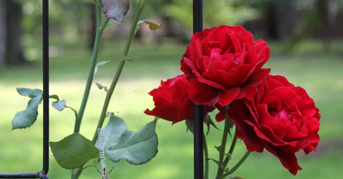 Free stock photo of red roses