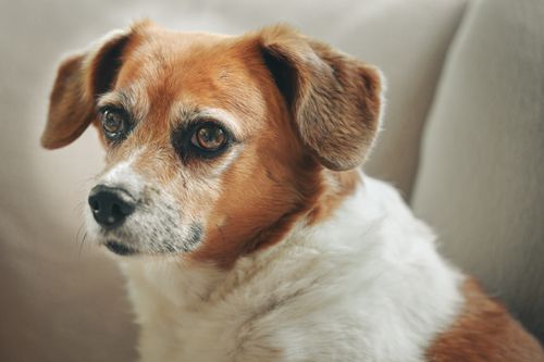 Free Close-up of a calm mixed breed dog sitting indoors, showcasing its gentle eyes and relaxed demeanor. Stock Photo