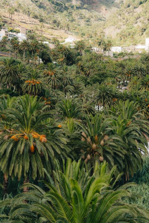 Free Explore the lush palm tree grove in Valle Gran Rey, Canary Islands, showcasing vibrant nature and tropical beauty. Stock Photo
