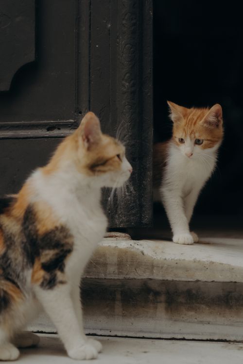Free Two calico cats curiously interact at a doorway, showcasing their playful nature. Stock Photo