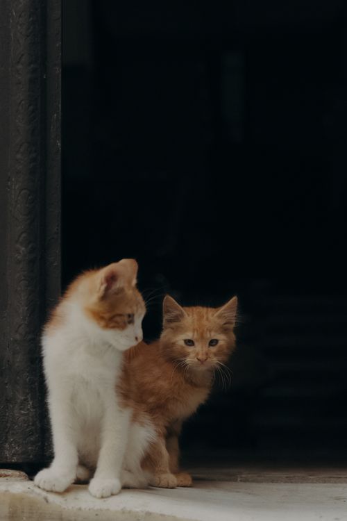 Free Charming duo of ginger kittens sitting by a door, bathed in soft, warm lighting. Stock Photo
